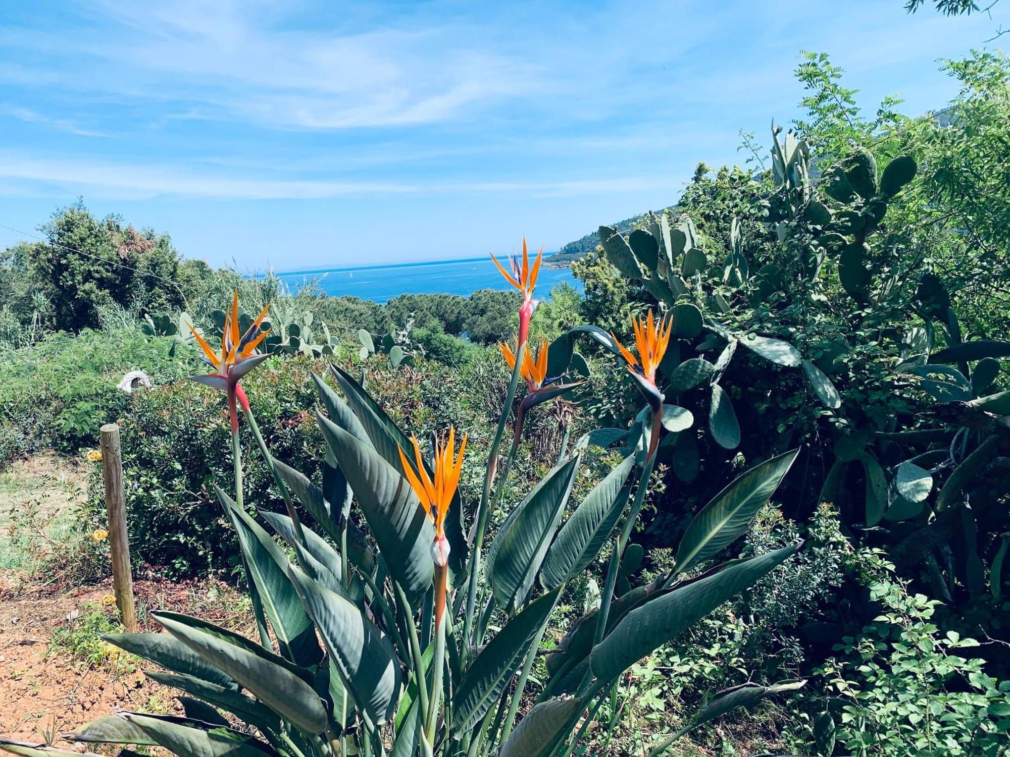 Case Dei Limoni Sul Mare Capoliveri  Exterior foto